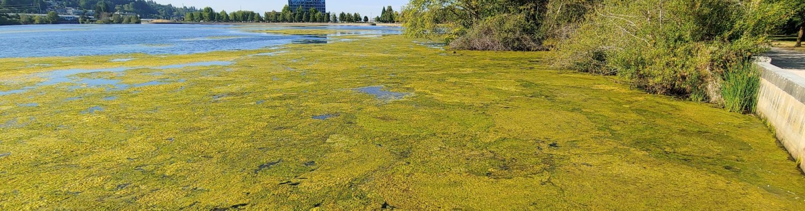 Toxic Algae Blooms in Capitol Lake Olympia WA