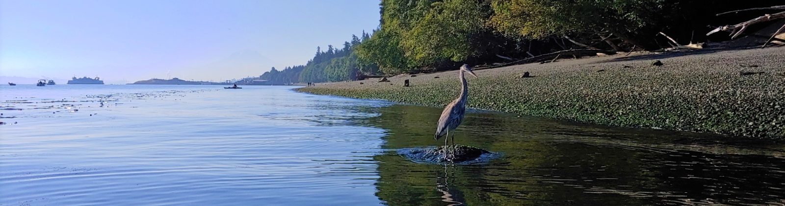 Pacific Great Blue Heron